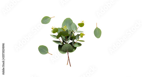 Fresh green eucalyptus leaves bouquet with scattered individual leaves, isolated on transparent background, natural botanical element