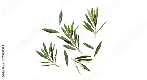 Fresh green olive branches and individual leaves scattered in a flat lay composition, isolated on a transparent background with natural light and soft shadows for design.