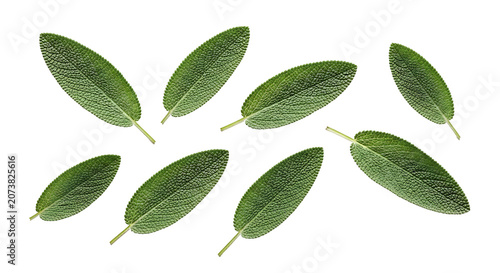 Fresh green sage leaves scattered and isolated on a transparent background, showcasing their natural texture and vibrant color in a clean studio shot