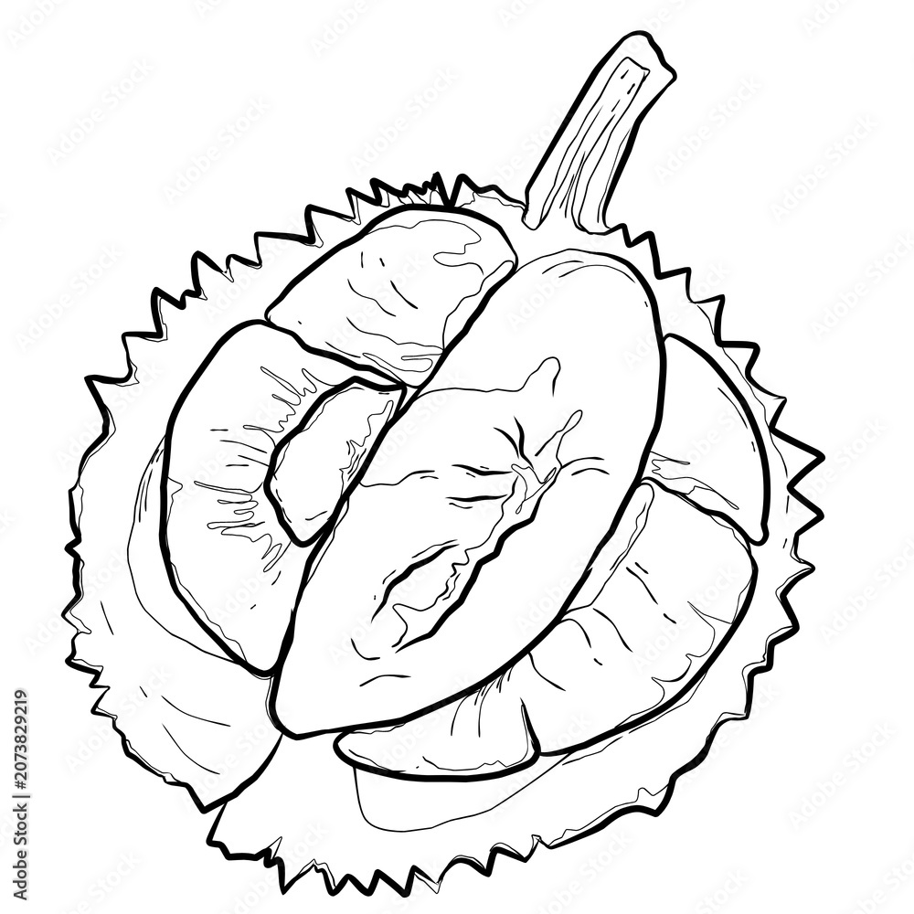 Fototapeta premium Tropical Durian fruit with delicious golden yellow soft flesh with watercolor hand drawn texture illustration isolated on white background.