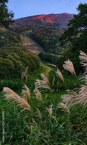 Quadro su tela Alpenglow on a mountain above a grassy slope with silver pampas grass