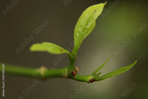 Fresh Green Plant Shoot with New Leaves Growing