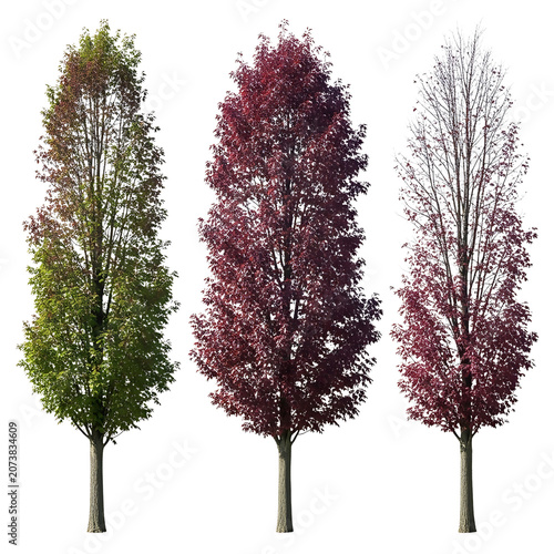 Three isolated deciduous trees displaying seasonal foliage changes from green to vibrant red and partially bare branches on transparent background