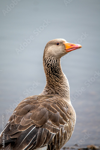 Fotografía Greylag goose portrait