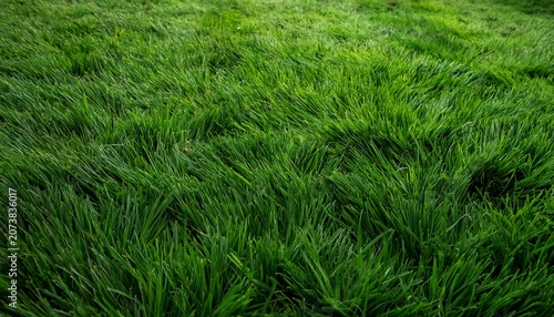 Background Of A Green Grass Green Grass Texture Natural And Fresh Green Grass Full Frame Dry Grass
