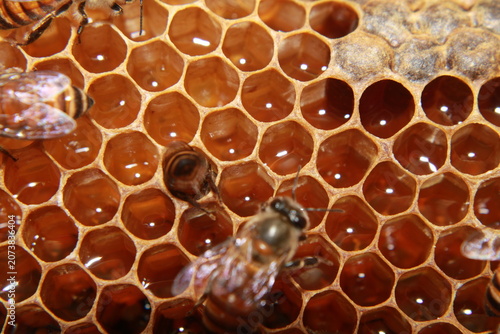 Detailed macro image of Indian honey bees Apis cerana indica actively working on a honey-filled honeycomb. The close-up reveals intricate wing patterns, wax cells, and cooperative colony behavior