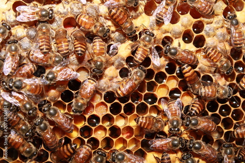 Indian honey bee colony Apis cerana indica covering a natural honeycomb. The image showcases worker bees protecting brood cells while maintaining the hive. Perfect for beekeeping, pollination