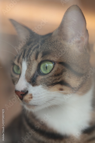 Fotografie Domestic Tabby Cat Looking Through Window with Green Eyes