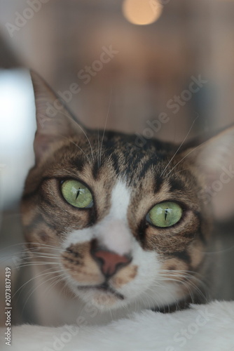 Foto Close-up Portrait of a Domestic Tabby Cat with Green Eyes Looking Past Camera