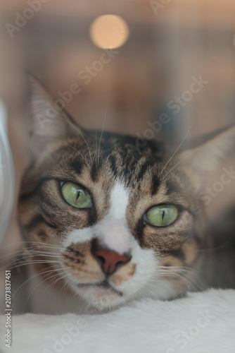 Foto Thoughtful Domestic Tabby Cat with Green Eyes Resting Indoors