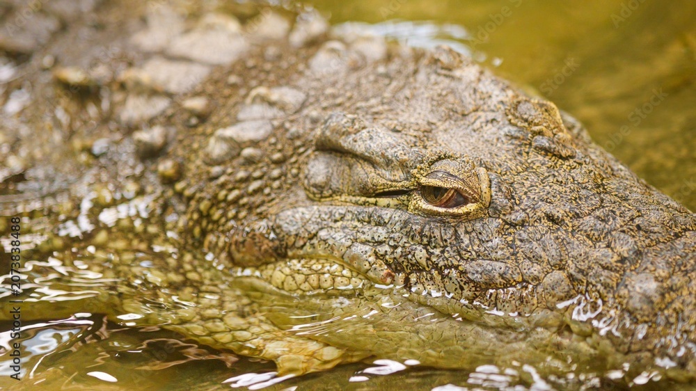 Fototapeta premium Crocodile eye watching camera in murky water