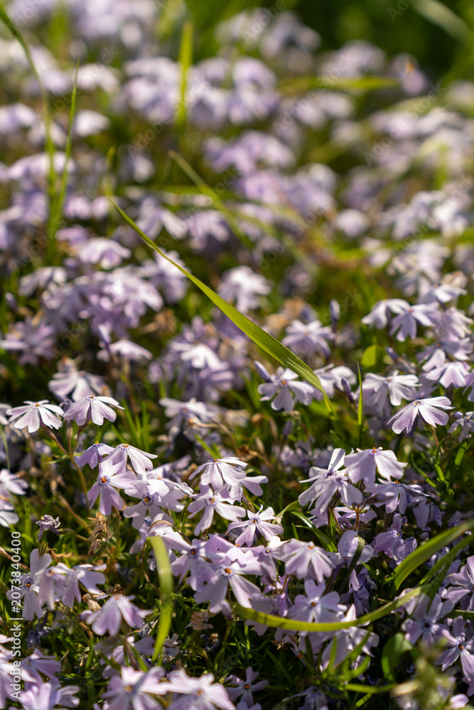 Obraz premium The Phlox subulata, creeping phlox, moss phlox, moss pink, mountain phlox in spring garden.