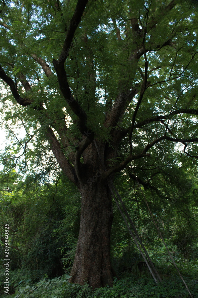 Fototapeta premium Mature Tamarind tree Tamarindus indica featuring a massive trunk and expansive canopy in a natural landscape. Known for its longevity, edible fruit, medicinal value, and ecological importance