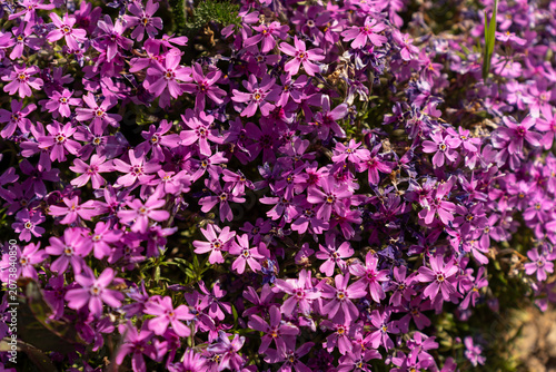 Pink phlox flowers in spring garden