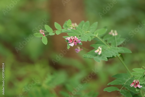 Black pea (Lathyrus niger) plant