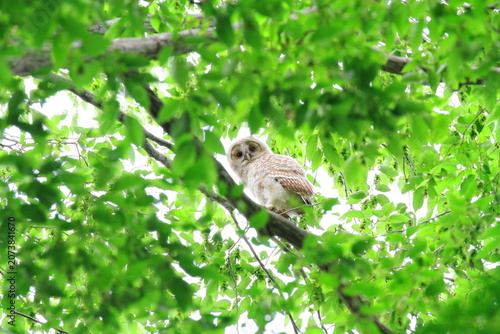 Foto フクロウの幼鳥
