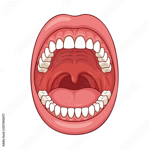 Human Mouth Anatomy Illustration