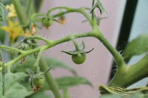 Konstfotografi 実がつき始めたミニトマト。家庭菜園や夏野菜、野菜栽培の成長をイメージした写真素材。