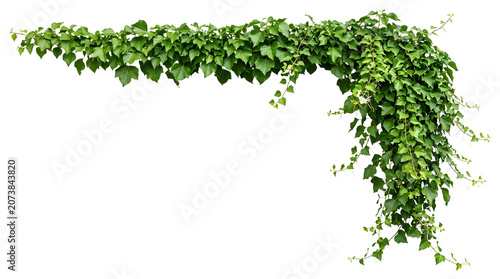 Ivy border PNG transparent background