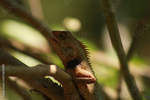 Oriental Garden Lizard (Calotes versicolor) Resting on Tree Branch, Macro Close Up of Eastern Garden Lizard in Natural Habitat, Wildlife Reptile, Tropical Forest