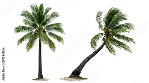 Palm trees PNG transparent background