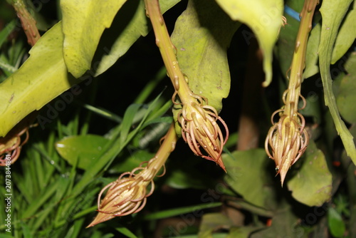 Queen of the Night (Epiphyllum oxypetalum) Flower Buds Before Blooming at Night