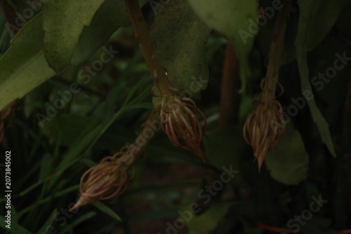 Queen of the Night (Epiphyllum oxypetalum) Flower Buds Before Blooming at Night