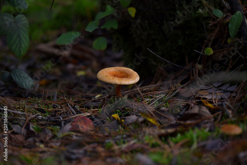 A closeup shot of a young delicious milk cap mushroom, Lactarius deliciosus, standing in the forest. Taken near Breda, Netherlands.
