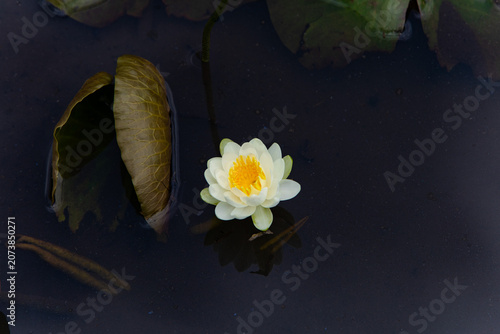 A beautiful white lotus blooming elegantly against a dark, still water surface.