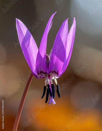 Purple Flower Closeup Natural Beauty.