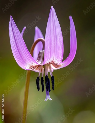 Beautiful Pink Flower in Blooming Stage.