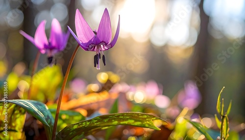 Pink flowers in a natural setting.