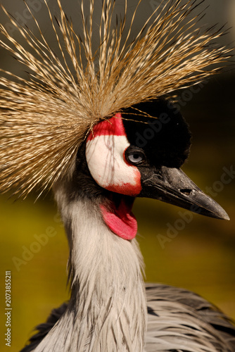 Konstfotografi Grey crowned crane head profile looking right