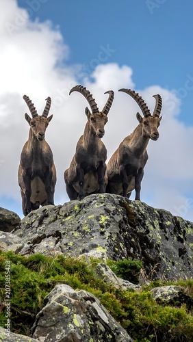 Three goats standing on rocky mountain.