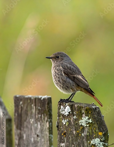 Small bird perched on wooden fence.