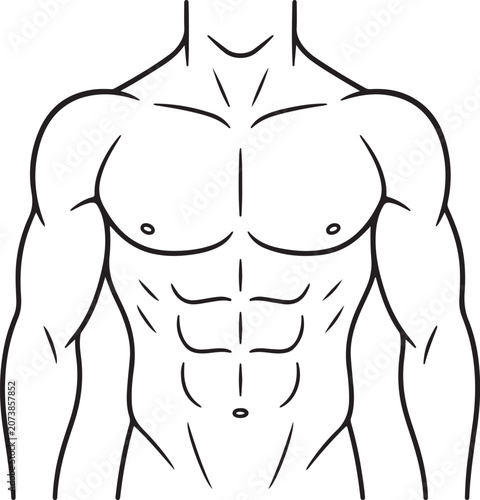 Male torso anatomy illustration black and white line art muscular system detail