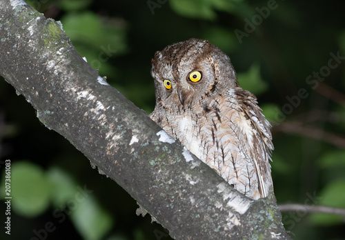 Eurasian scops owl peeking from behind a tree branch at night