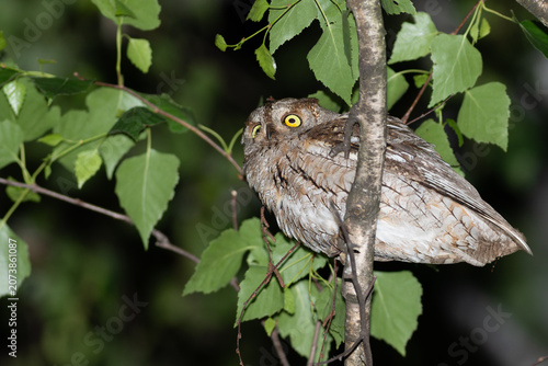 Eurasian scops owl turning head from behind a birch branch at night