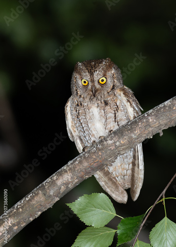 Eurasian scops owl perched on a tree branch at night looking at camera