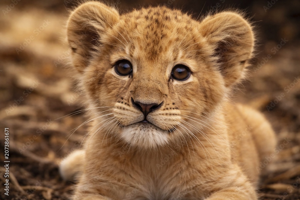 Obraz premium Second image of a young lion in the savanna, cute baby animal, AI generated