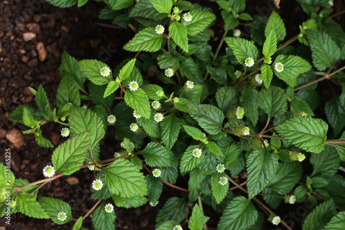 Konstfotografi Phyla canescens also called Lippia plant with many white flowers and blossoms on