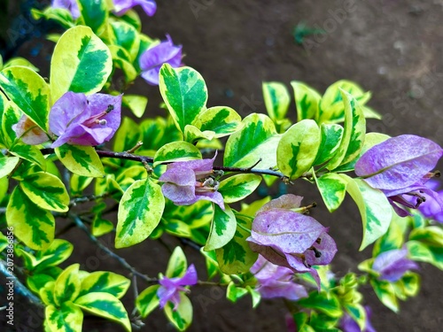 Photos Close-up of colorful variegated bougainvillea leaves and soft purple bracts in natural daylight