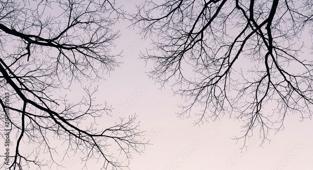 Fototapeta premium Bare Tree Branches Silhouetted Against a Soft, Muted Sky in Winter