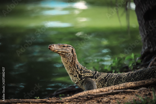 Bild auf Leinwand Asian Water Monitor Resting in Natural Habitat, Bangkok, Thailand