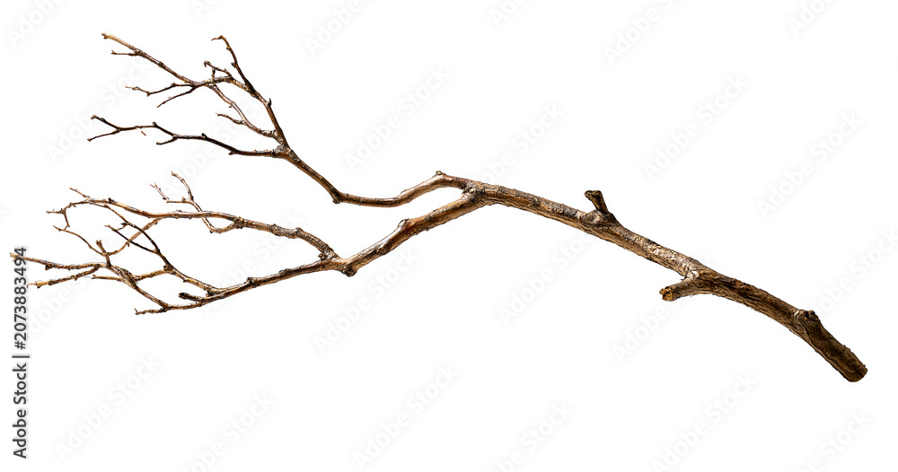 Fototapeta premium Dry leafless tree branch on transparent background