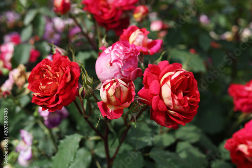 Close up view of beautiful purple and lavender roses blooming in a garden