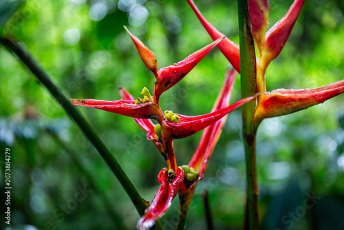 rote Begonie im Regenwald von Costa Rica