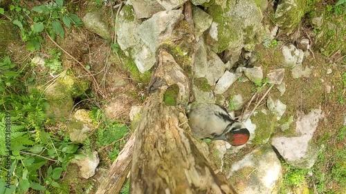 Immature Great Spotted Woodpecker Feeding on a Norway Spruce Cone in Alpine Forest