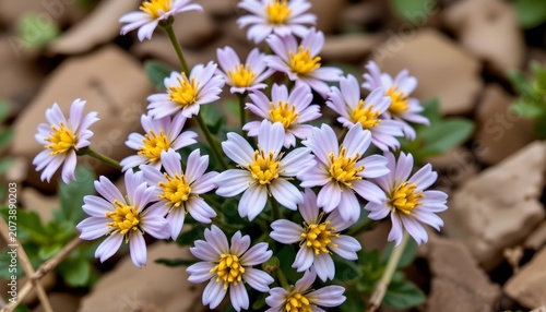 Delicate Wildflowers Bloom Sunny Spring Day
