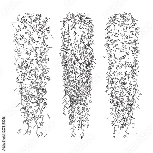 Quadro su tela Detailed set of hand drawn vertical hanging plants for garden and landscape design plans
